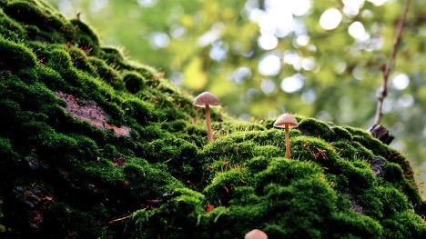 Отравление грибами: грозные симптомы и первая помощь