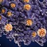 Более трети переболевших COVID-19 могут не иметь антител — исследование