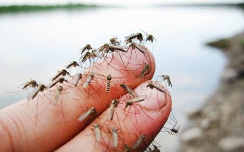 Какие бактерии на коже человека привлекают комаров?