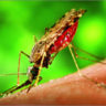 10 фактов о малярии (по данным ВОЗ на 12.04.2016г.)