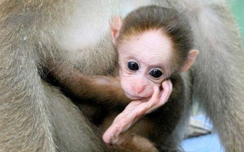 Вакцину против вируса Зика испытали на обезьянах и готовятся опробовать на людях