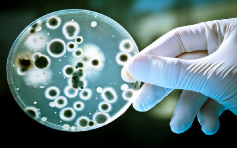 Бактерии выработали устойчивость к антибиотикам задолго до их появления