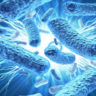 Морские бактерии позаботятся о здоровье предстательной железы