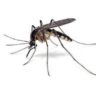 Шутки эволюции: анемия может защищать детей от малярии