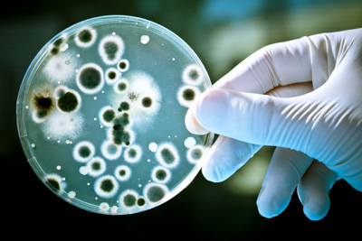 Генетически модифицированные бактерии — новое оружие против рака
