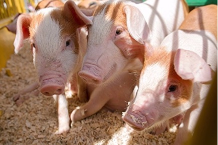 Ветеринары Зауралья продолжают работать в режиме повышенной готовности из-за чумы свиней