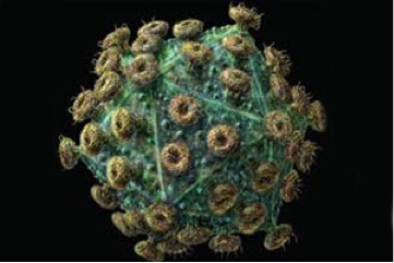 Исследователи поняли, как остановить один из самых коварных вирусов в мире