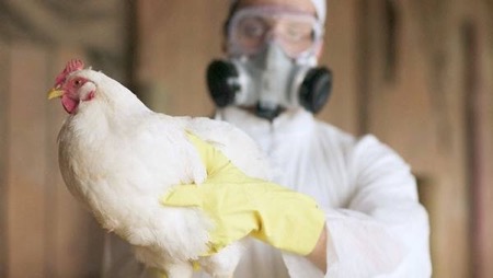 В Иране из-за птичьего гриппа уничтожено 25 млн. кур