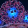 Ученым удалось остановить размножение вируса иммунодефицита Ученым удалось остановить размножение вируса иммунодефицита
