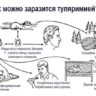 Роспотребнадзор предупредил об опасности туляремии в Швейцарии