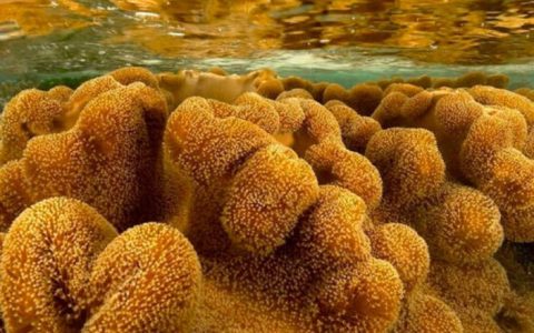 Морские губки помогут справиться с бактериями, устойчивыми к антибиотикам