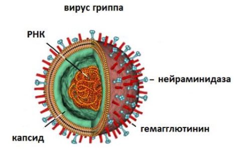 Вирусологи узнали, что делает грипп супервирусом