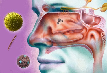 Врачи выяснили, как нос может блокировать попадание патогенов в тело