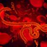В Африке стартуют официальные испытания лекарств против лихорадки Эбола