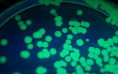 Два новых вида устойчивых бактерий обнаружили в крови китайских пациентов