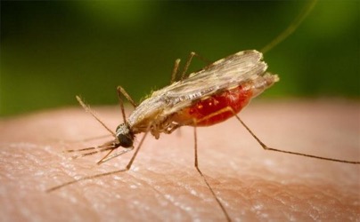 Специалисты изменили подход к вакцинации против малярии