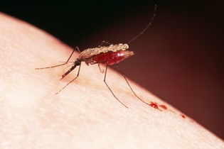 В России появились комары, переносящие смертельные тропические лихорадки
