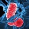 Новый коронавирус вызвал вспышку пневмонии в Китае