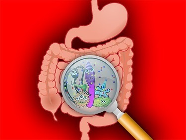 Как микрофлора кишечника влияет на здоровье