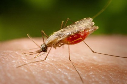 Исследователи рассказали о новых способах уничтожения малярии