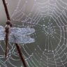 Пауки помогли в разработке уникального антибактериального материала