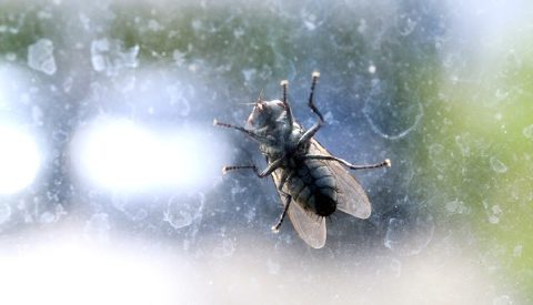 Комнатные мухи могут переносить SARS-Cov-2 в течение 24 часов
