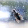 Комнатные мухи могут переносить SARS-Cov-2 в течение 24 часов