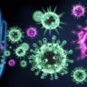 Можно ли улучшить работу иммунной системы?