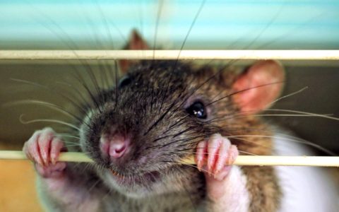 В Испании зафиксировали вспышку крысиного гепатита