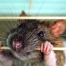 В Испании зафиксировали вспышку крысиного гепатита