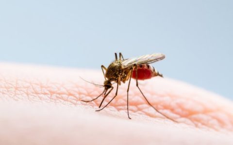Роспотребнадзор исключил вспышку лихорадки денге в России