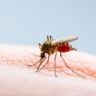 Роспотребнадзор исключил вспышку лихорадки денге в России