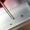 ZME Science: ученые создали инновационное средство для борьбы с клещами ZME Science: ученые создали инновационное средство для борьбы с клещами