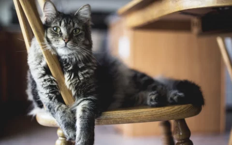 Science Daily: живущий в домашних кошках паразит опасен для пожилых людей